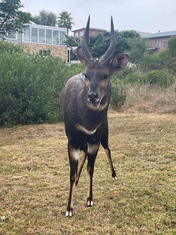 5 Bedroom Property for Sale in Stilbaai Wes Western Cape